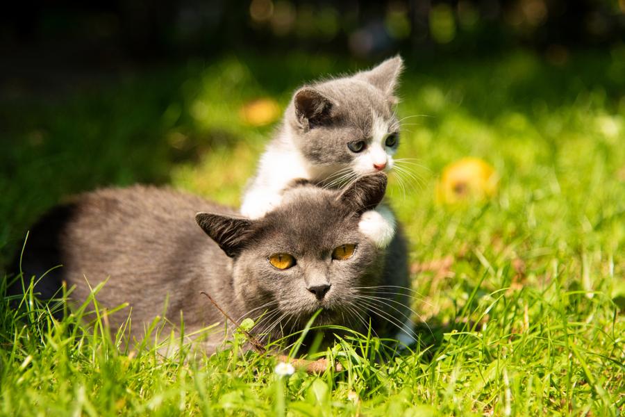 A grey cat lies in the grass with a grey and white kitten playfully resting its paws and chin on the cat's head.