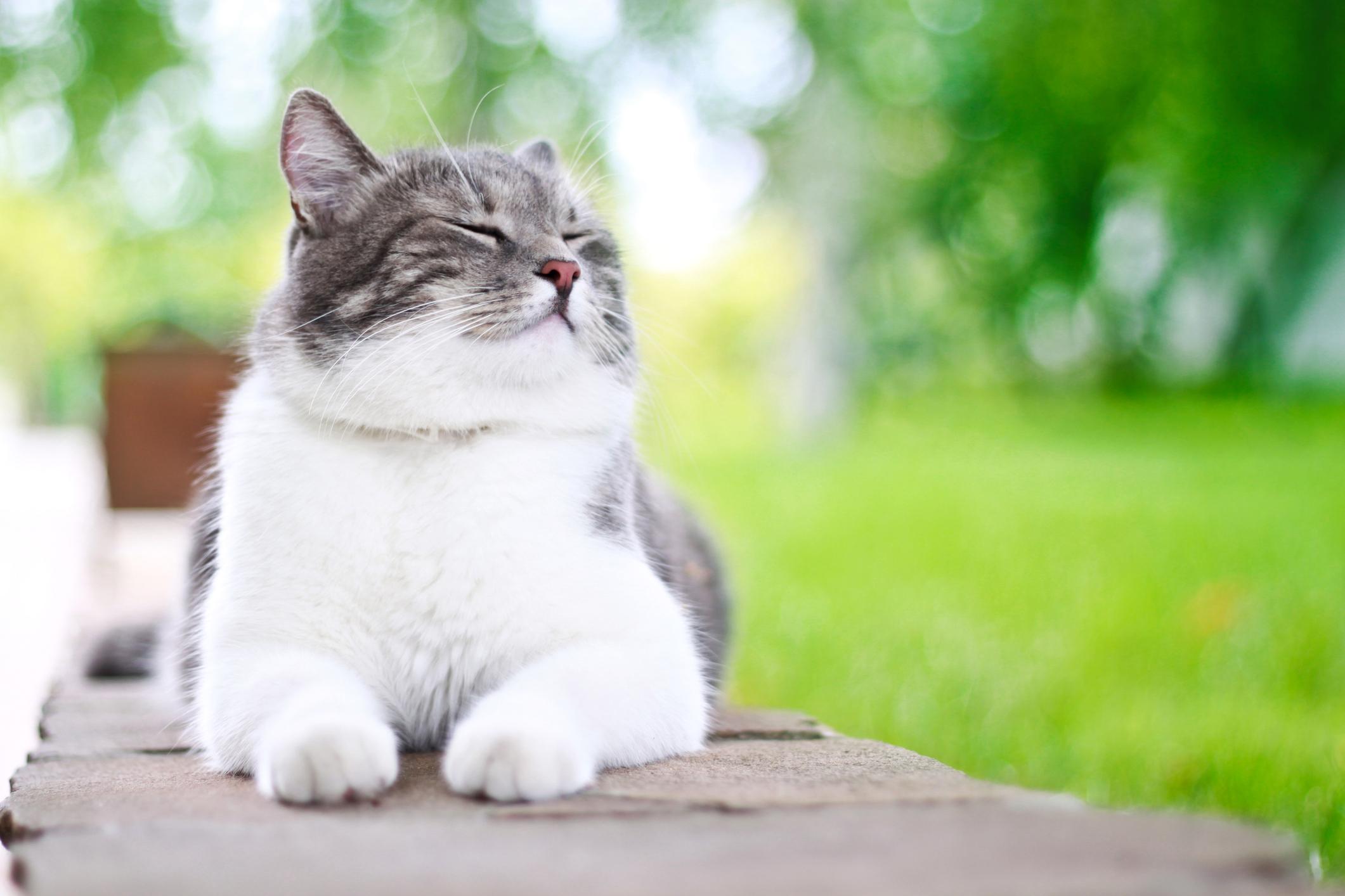 Gray and white cat sitting on a stone path with eyes closed, surrounded by lush green grass and blurred background.
