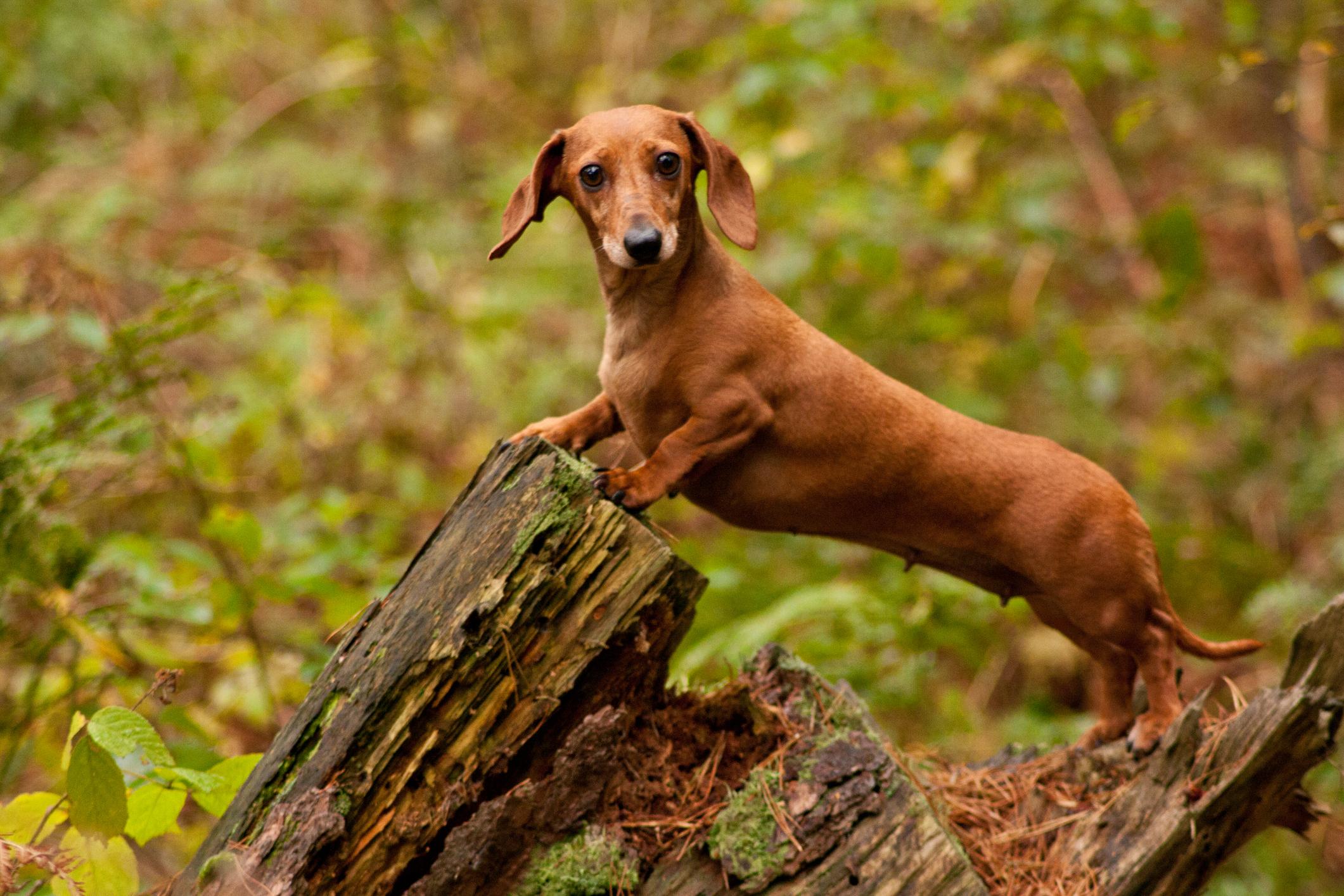 Brown Dachshund standing on a mossy log in a forest, looking alertly at the camera.