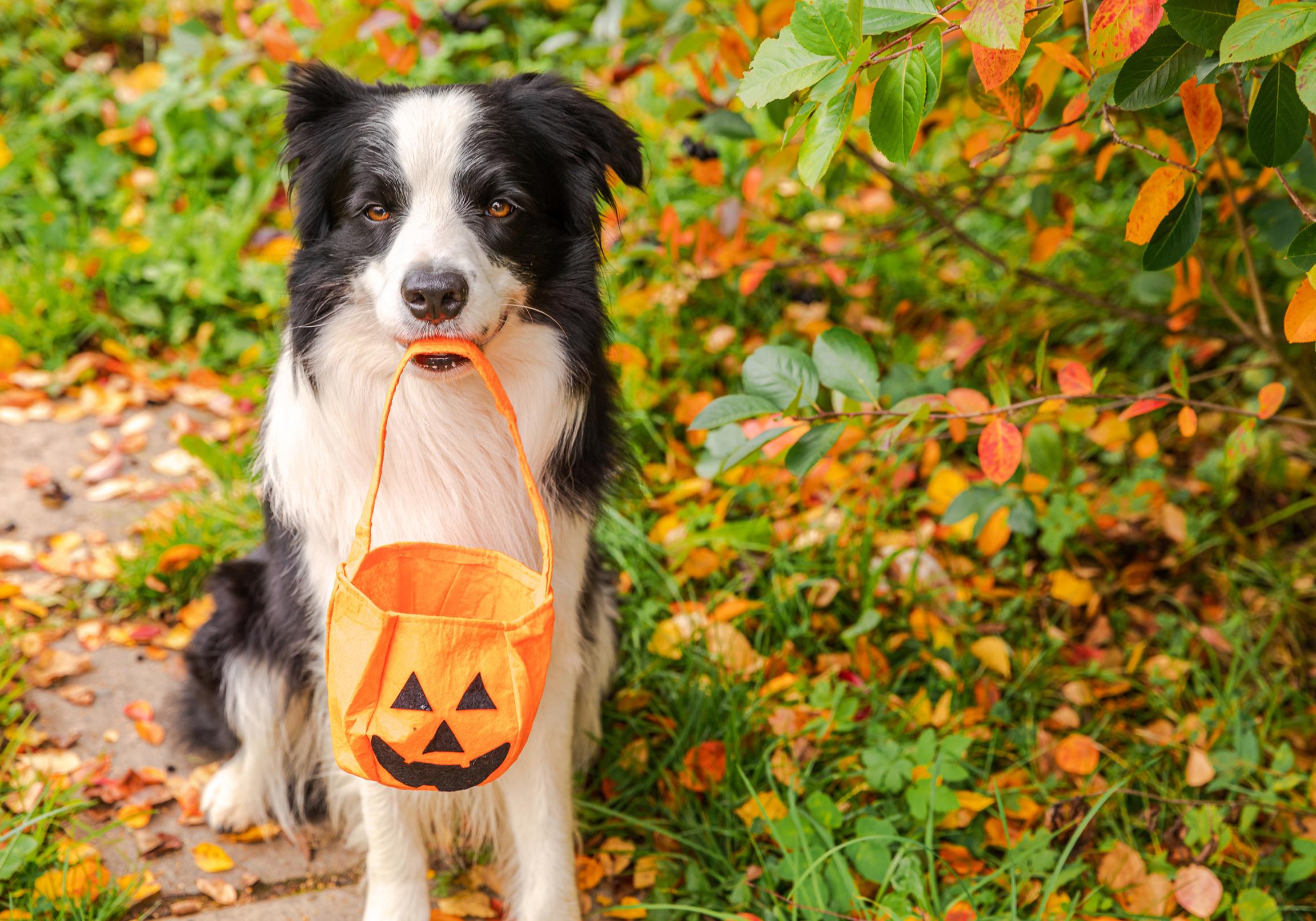 A Border Collie holds an empty pumpkin treat bag in their mouth as they sit on a garden path looking into the camera
