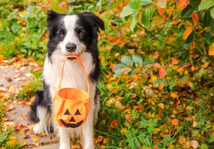 A Border Collie holds an empty pumpkin treat bag in their mouth as they sit on a garden path looking into the camera