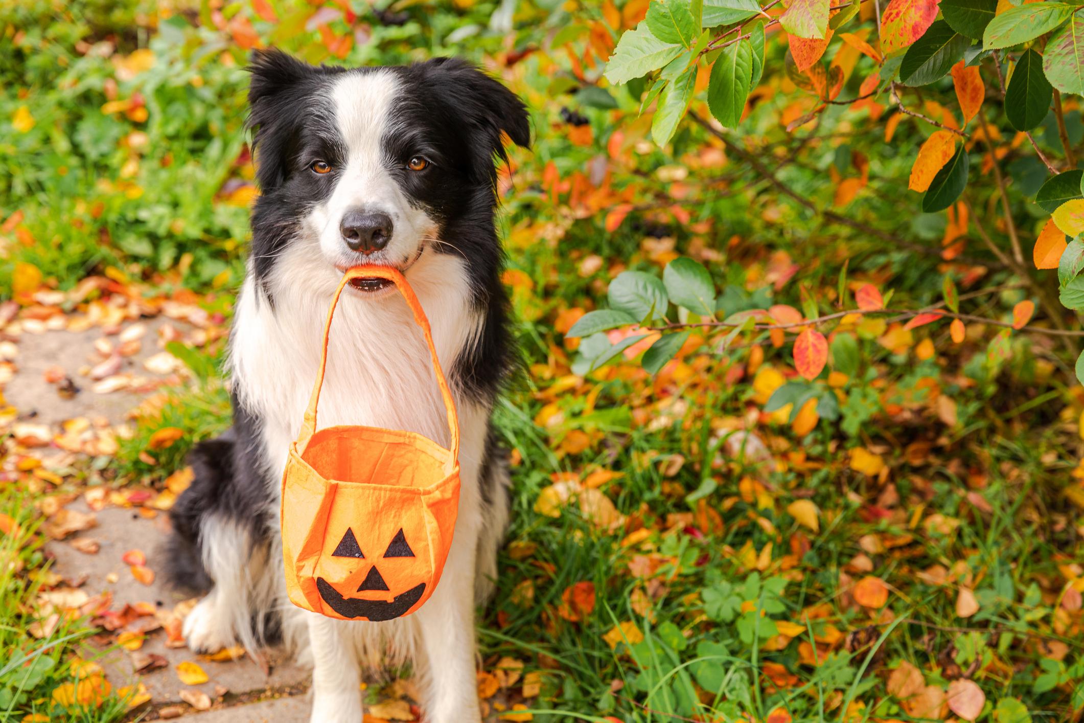 A Border Collie holds an empty pumpkin treat bag in their mouth as they sit on a garden path looking into the camera