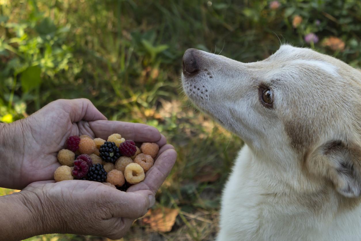 A dog gazes at a pair of hands holding fresh berries, including blackberries and raspberries, with a grassy background.