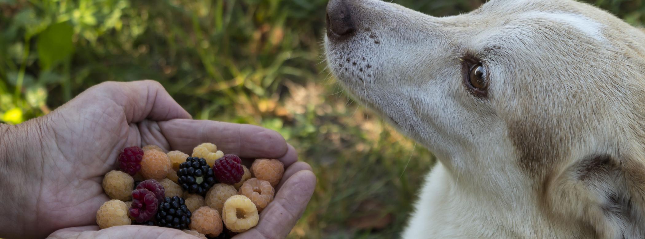 A dog gazes at a pair of hands holding fresh berries, including blackberries and raspberries, with a grassy background.