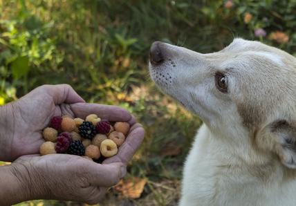 A dog gazes at a pair of hands holding fresh berries, including blackberries and raspberries, with a grassy background.