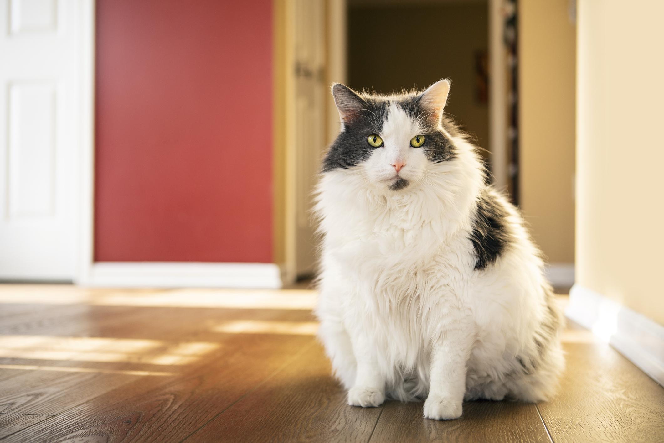 An overweight cat sits in a home and looks into the camera with a calm, focused expression