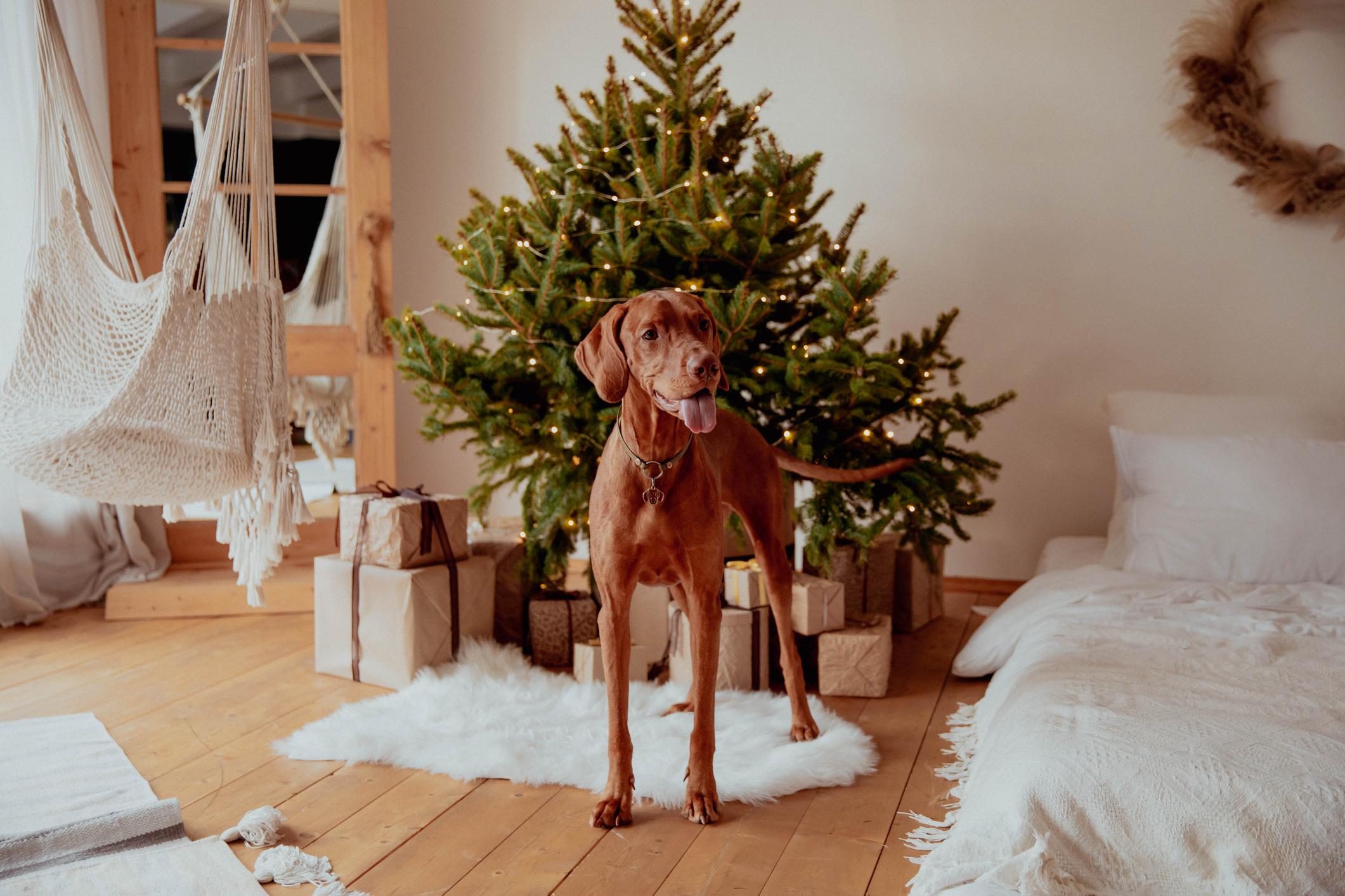 Dog smiles and pants near Christmas tree