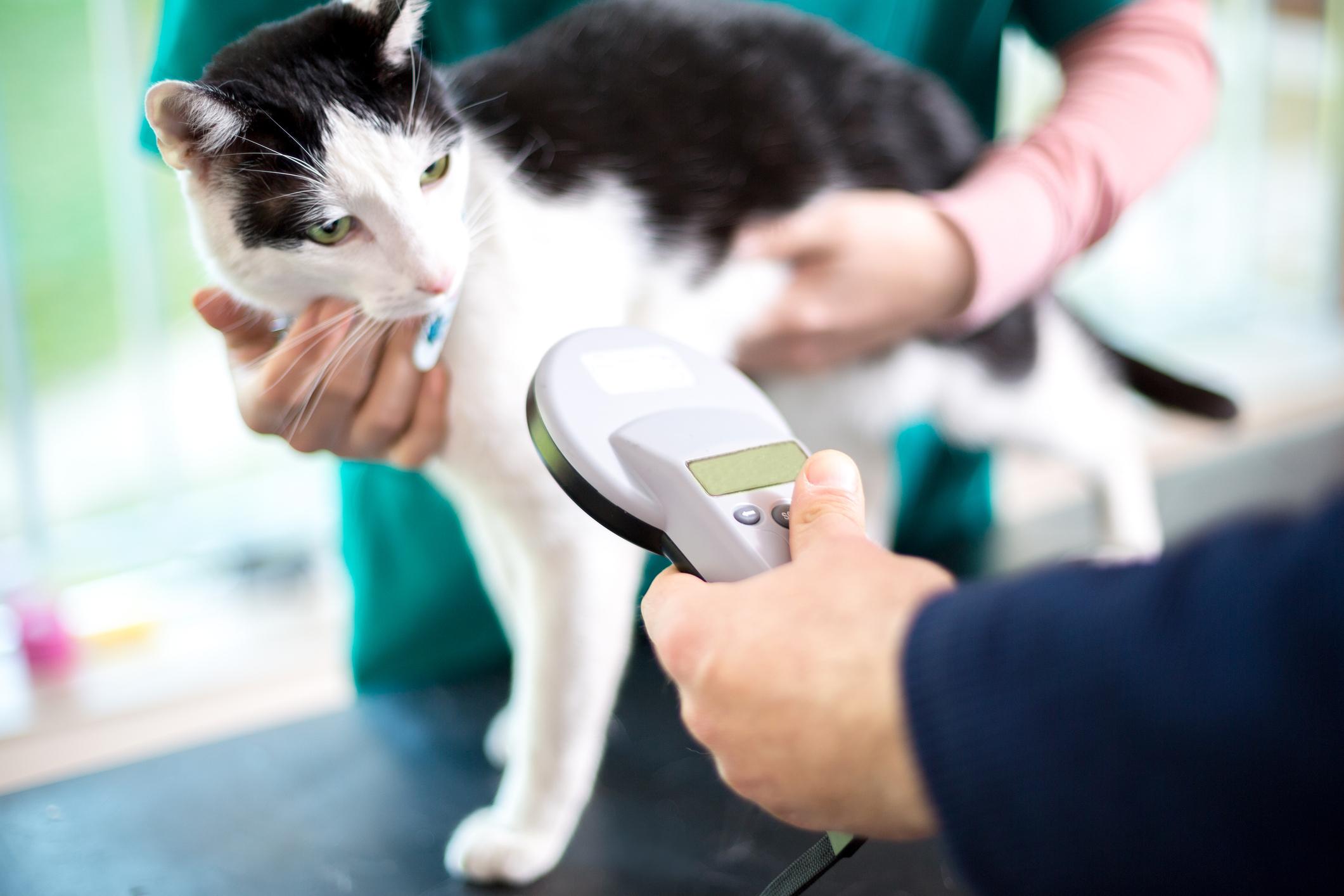A black and white cat being scanned with a microchip reader by a vet, while being held gently on a table.