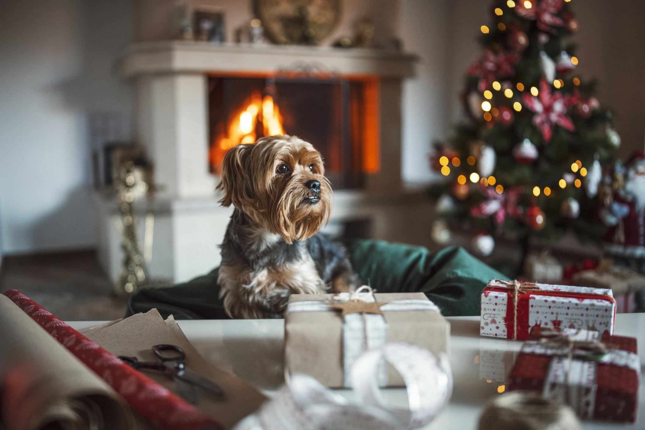 A Yorkshire Terrier sits on a beanbag near some wrapped presents