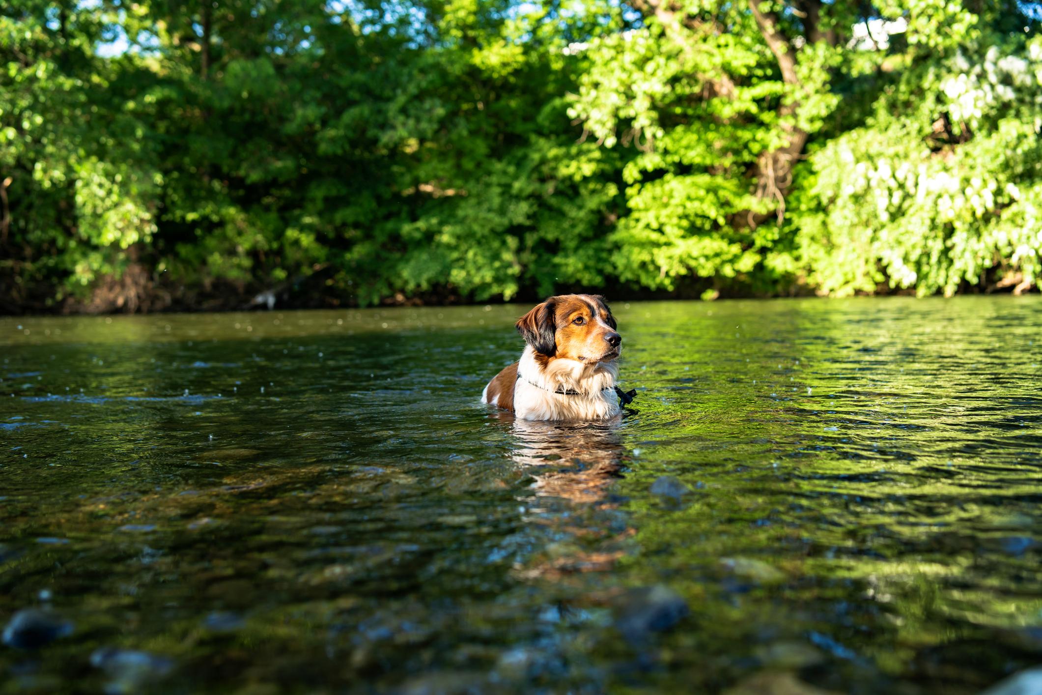 Dog sitting in a freshwater pool surrounded by green trees