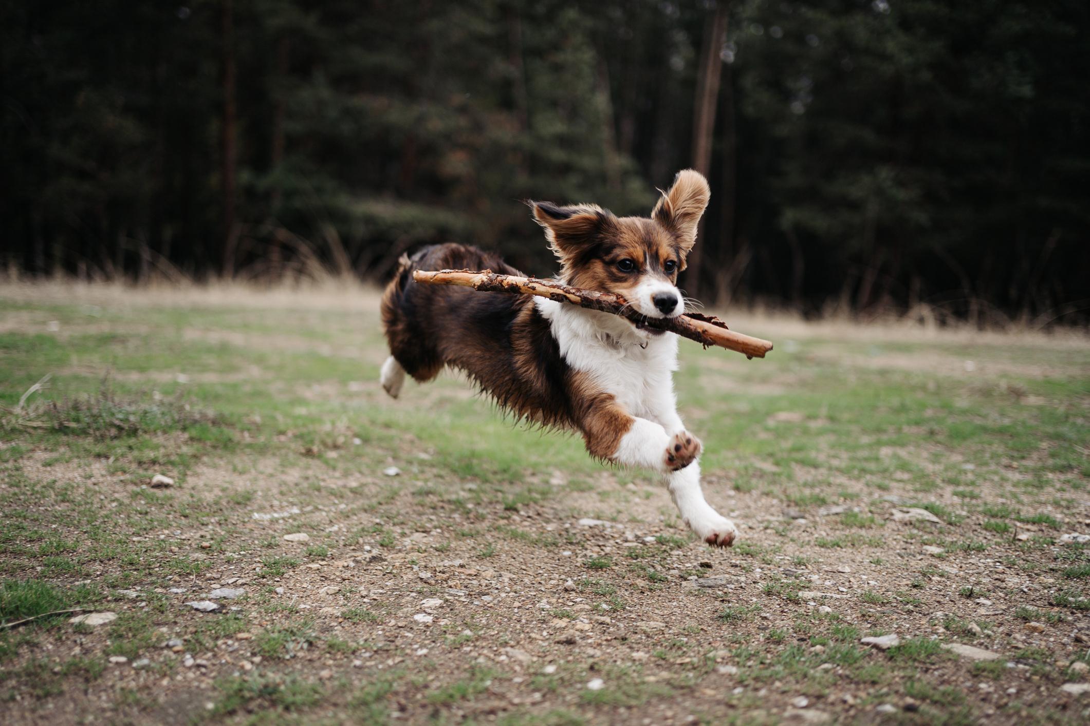 A brown Welsh Corgi runs with a stick