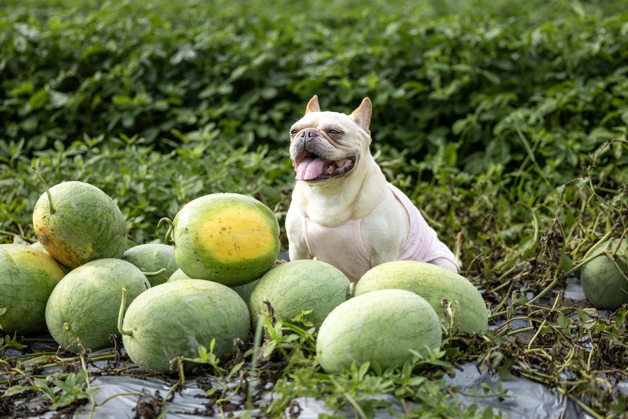 A happy French Bulldog sits among a pile of watermelons in a lush green field, panting contentedly.