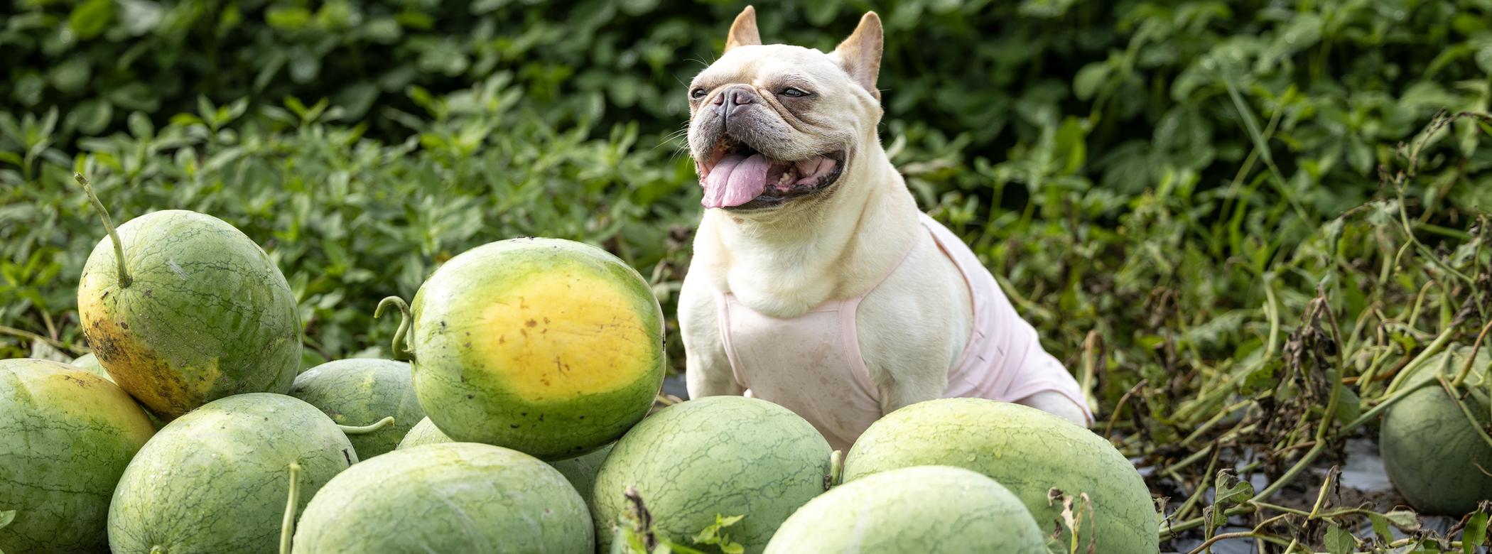 A happy French Bulldog sits among a pile of watermelons in a lush green field, panting contentedly.