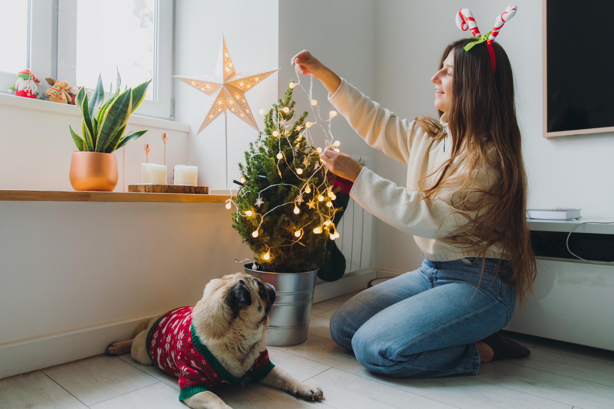 A pug lies down near a small Christmas tree
