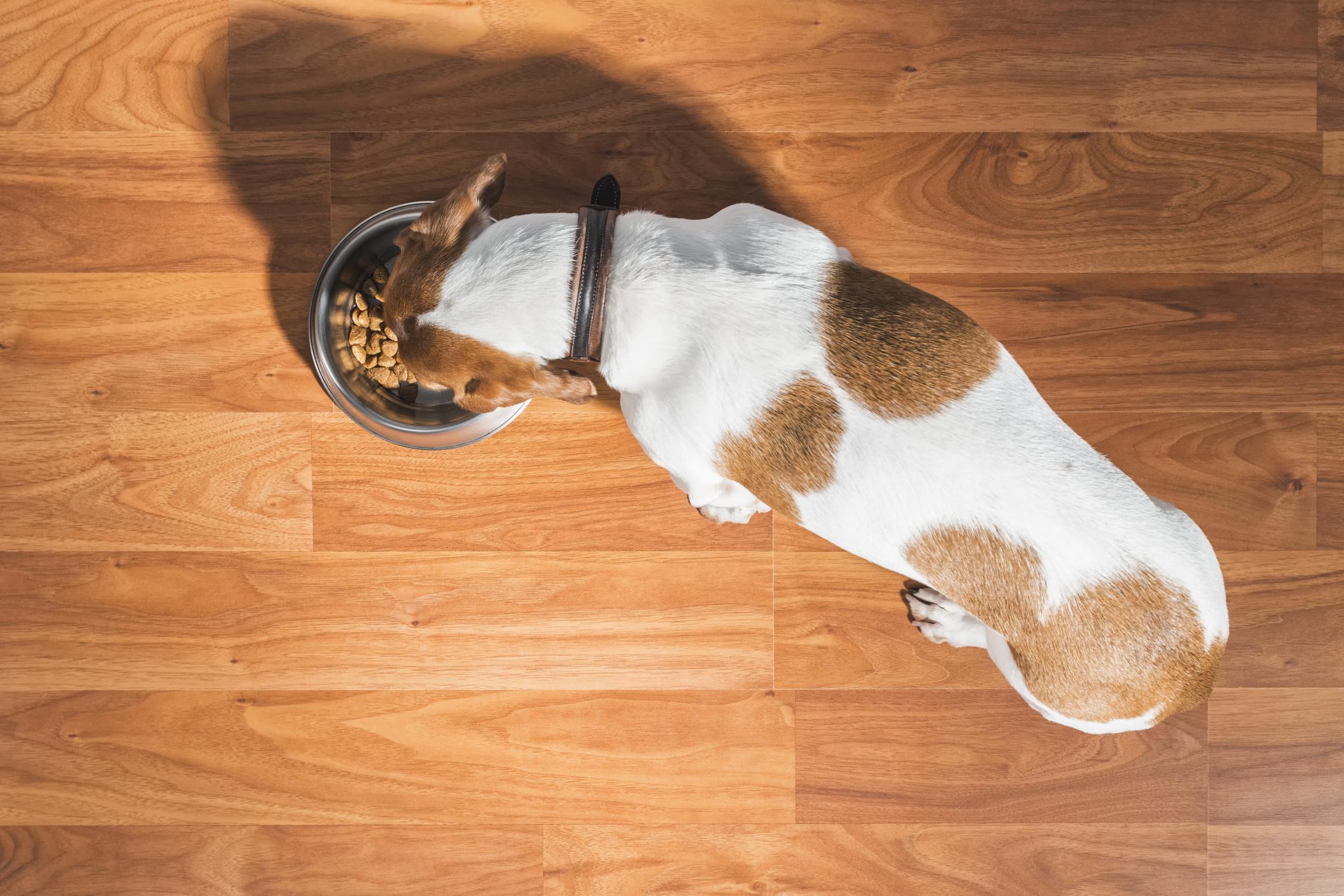Top view of a white-and-brown dog eating kibble from a metal bowl on a wooden floor.