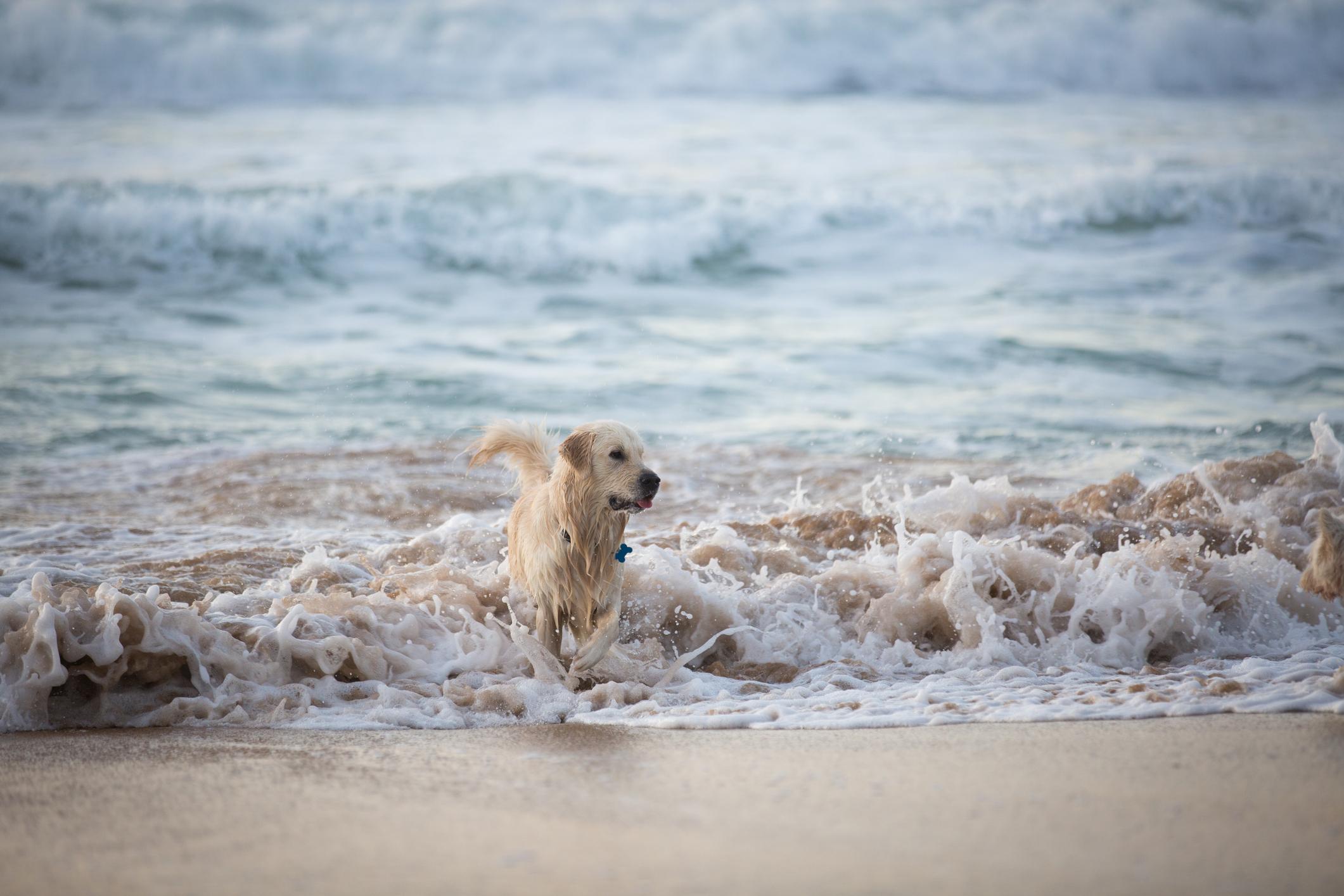 A picture of a Golden Retriever running on the beach as the ocean&#39;s tide hits their legs