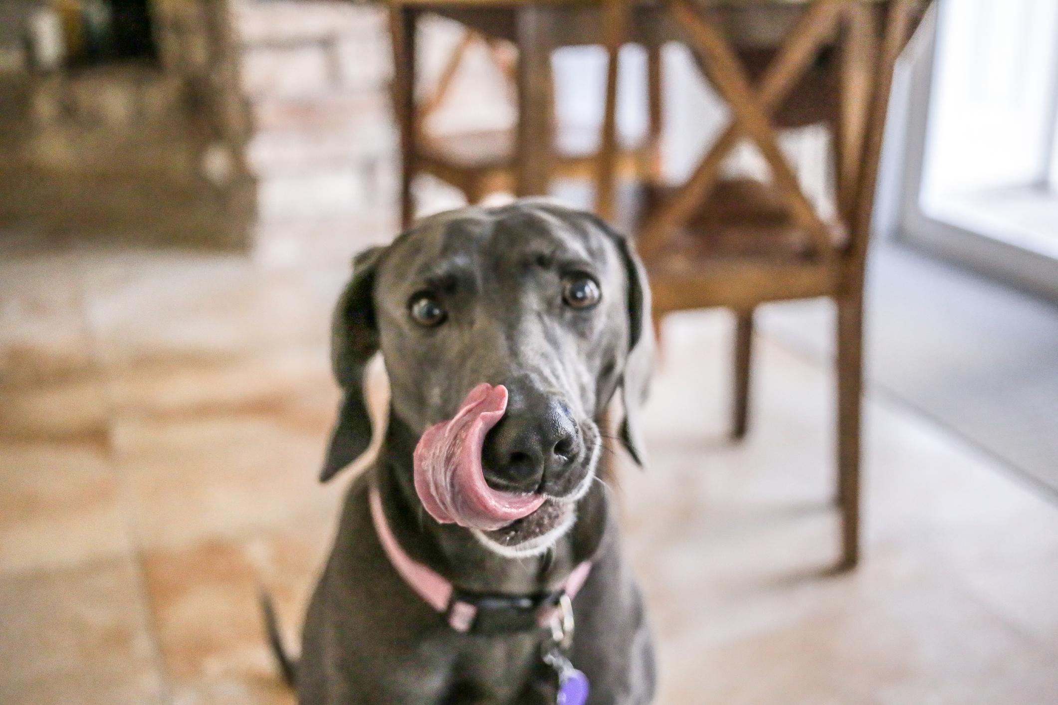 A grey dog looks into the camera and licks their lips