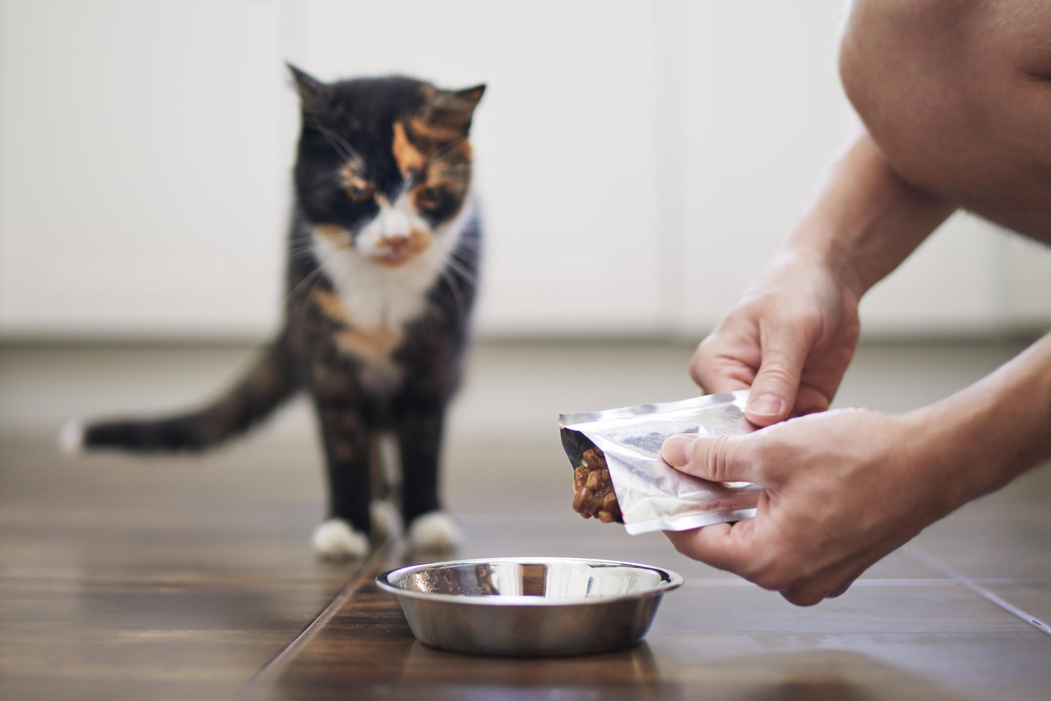 A person pours wet cat food into a metal bowl on the floor while a calico cat watches intently.