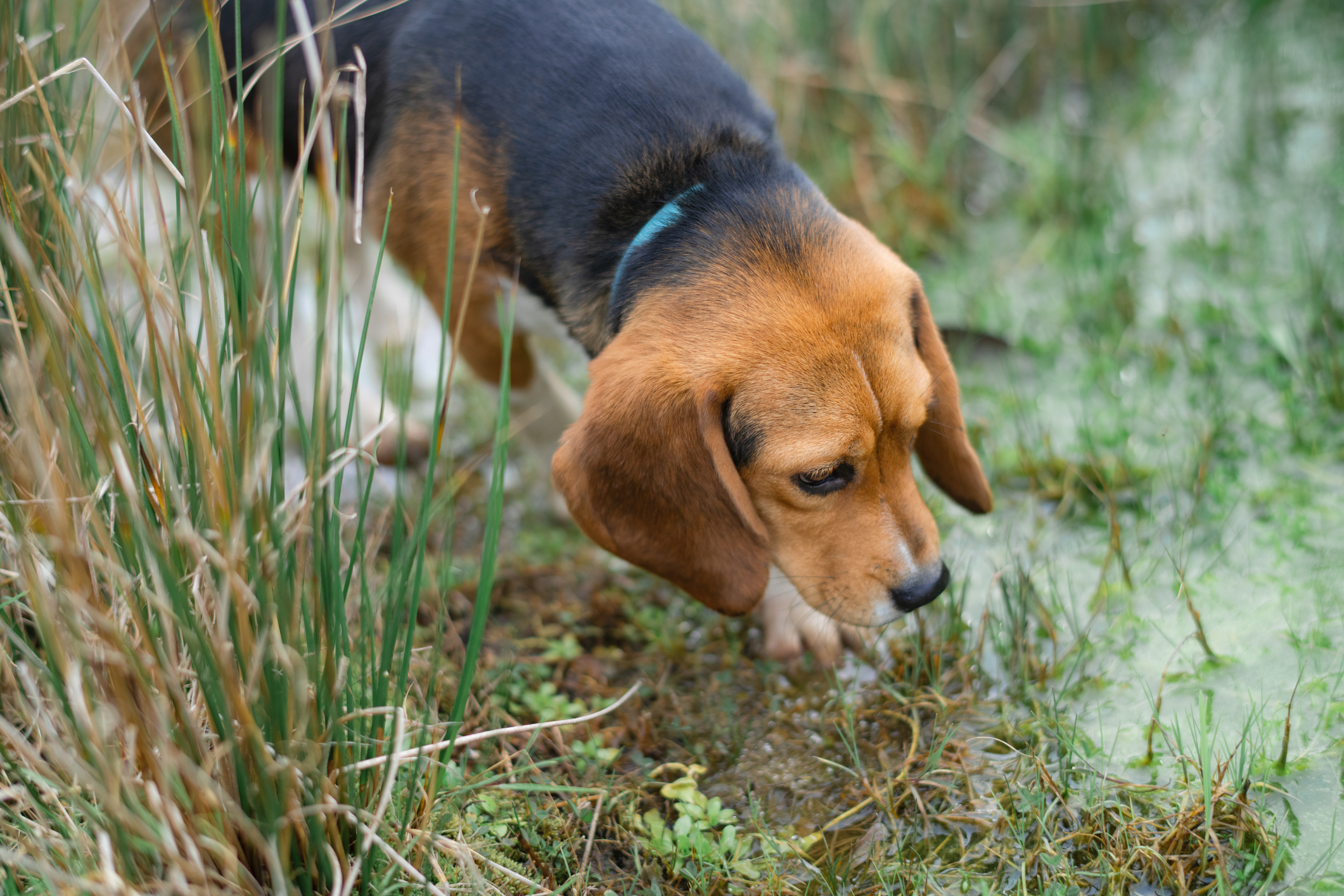 Best hunting dog breeds | ManyPets, image size:2121x1414