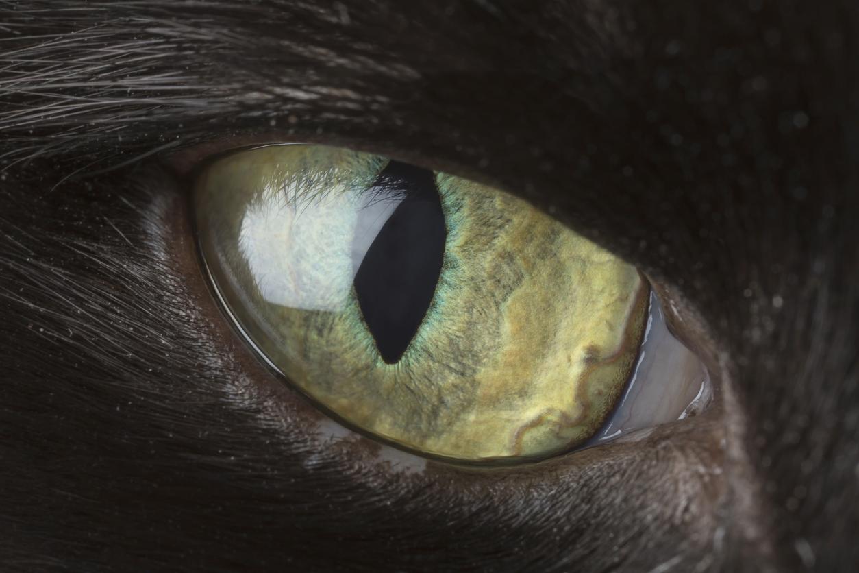 A closeup of a cat&#39;s eye - the cat has black fur and their eye is green