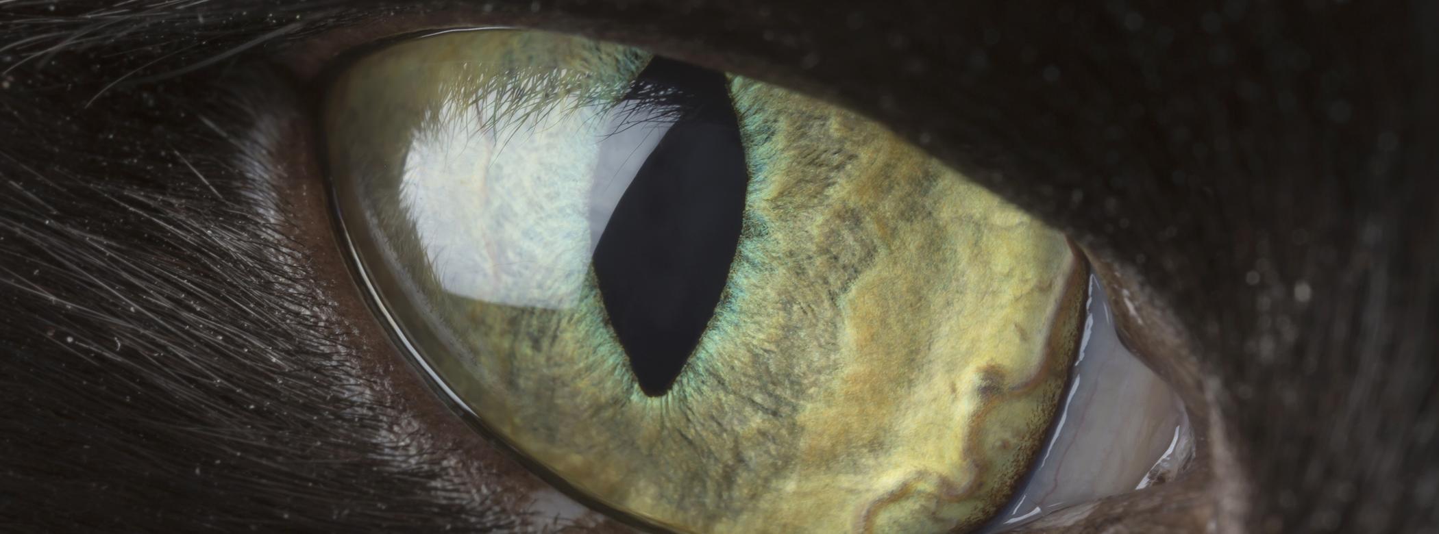 A closeup of a cat&#39;s eye - the cat has black fur and their eye is green