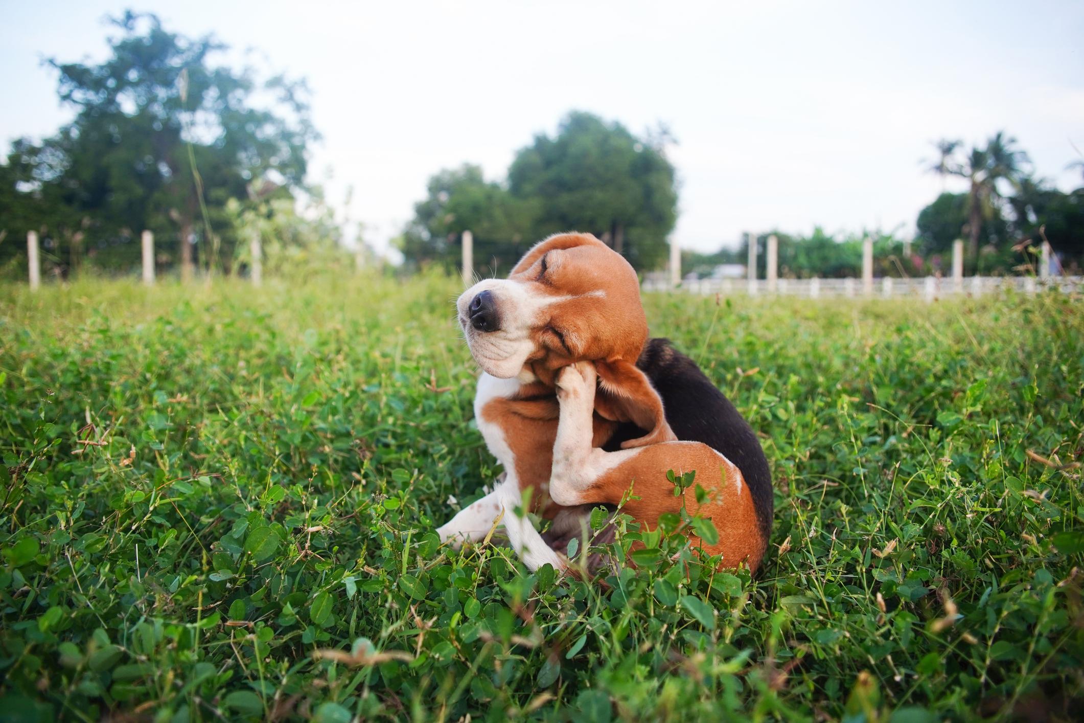 A Beagle puppy sits in a grassy field, scratching its head with its hind leg, eyes closed in contentment.