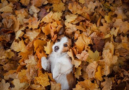 An image of a brown-and-white Jack Russell on their back surrounded by brown and orange autumn leaves