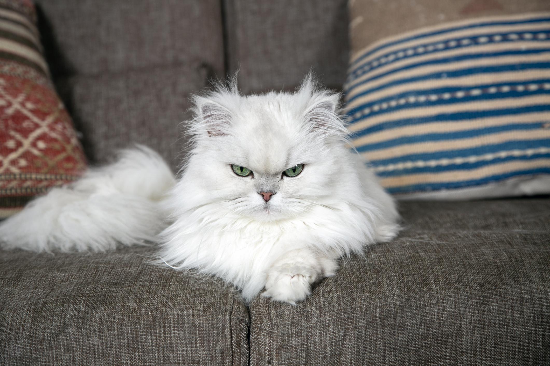A white cat frowns into the camera as it lies on the couch with a frustrated, funny expression
