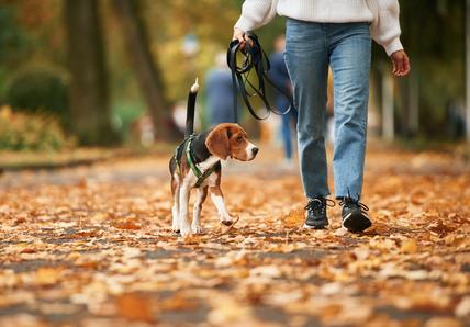 A woman in blue jeans walking her Beagle