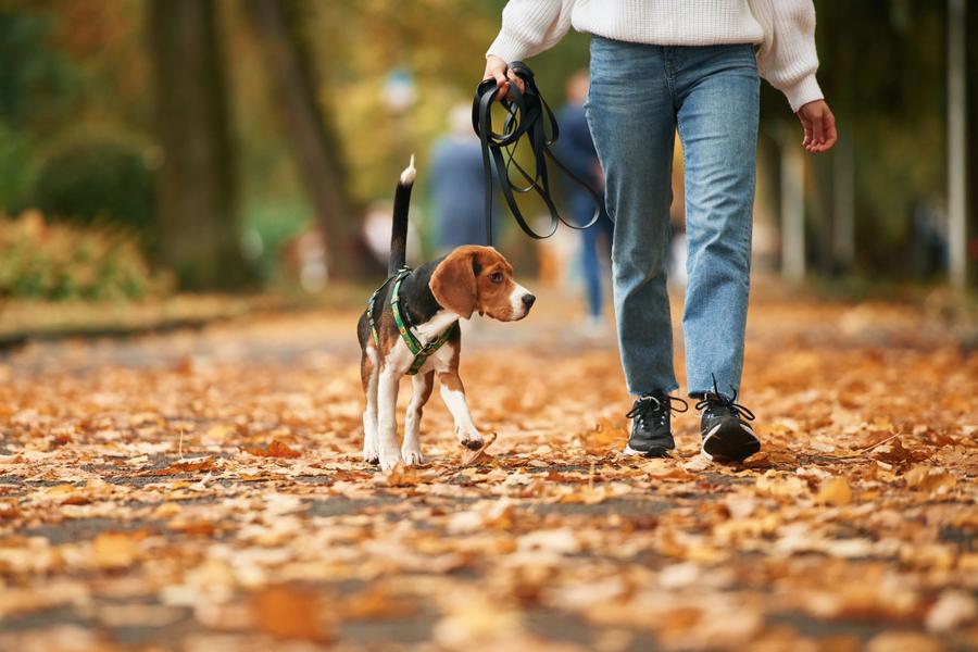 A woman in blue jeans walking her Beagle