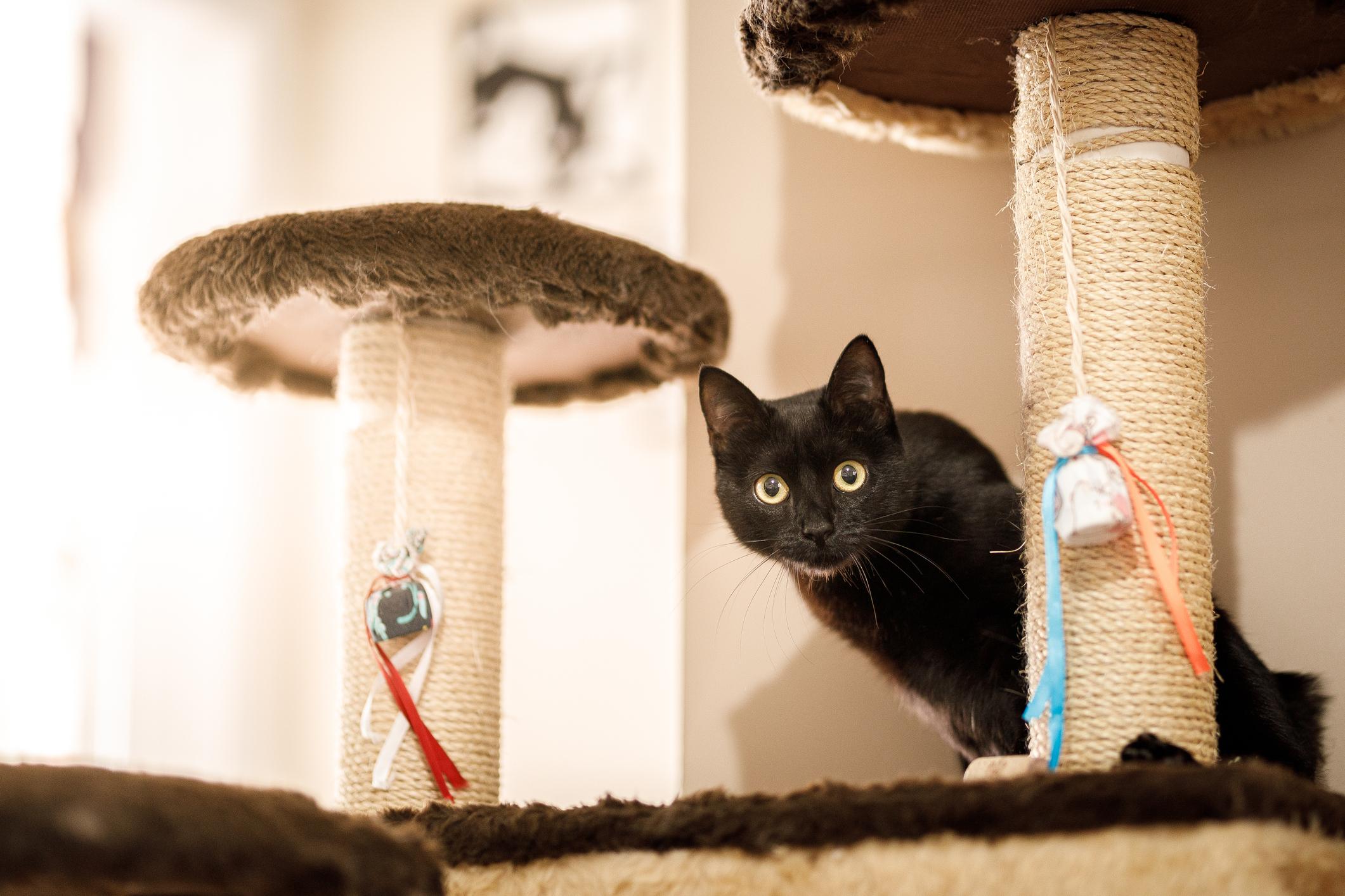 A black cat looks into the camera next to their two cat trees indoors