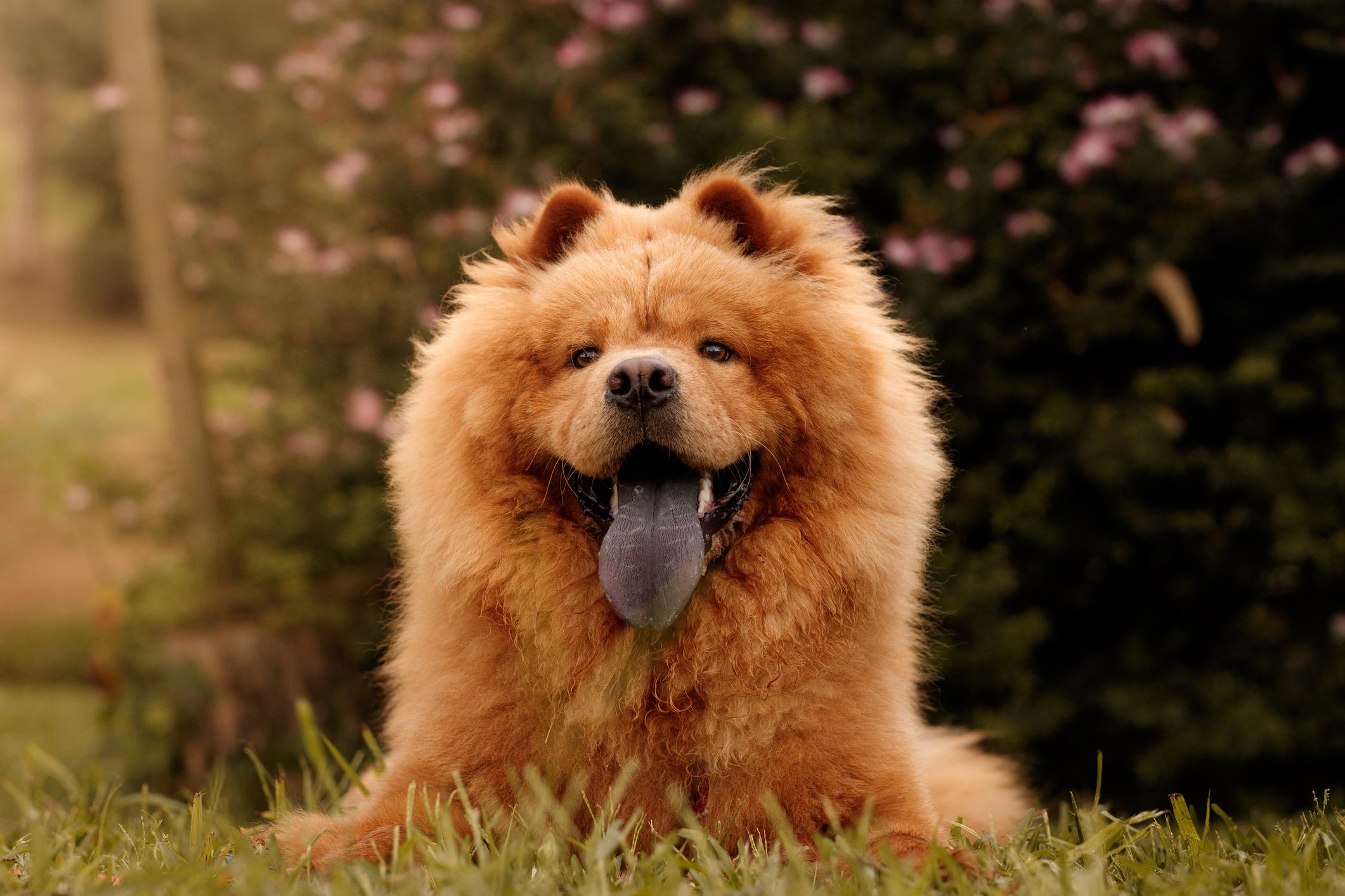 Fluffy Chow Chow dog with a thick reddish coat and a blue tongue lying on grass, with blurred greenery in the background.