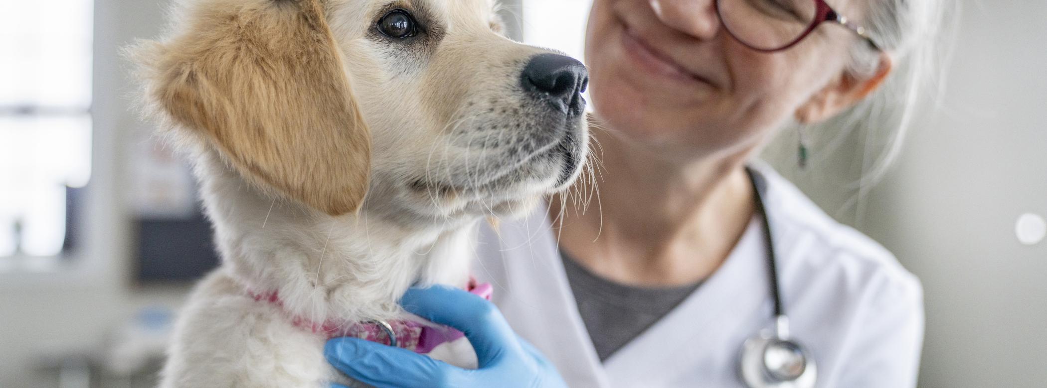 A Golden Retriever puppy looks off-camera as a vet examines them