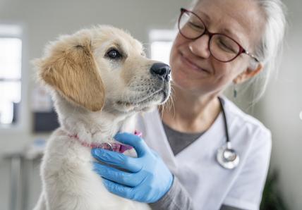 A Golden Retriever puppy looks off-camera as a vet examines them