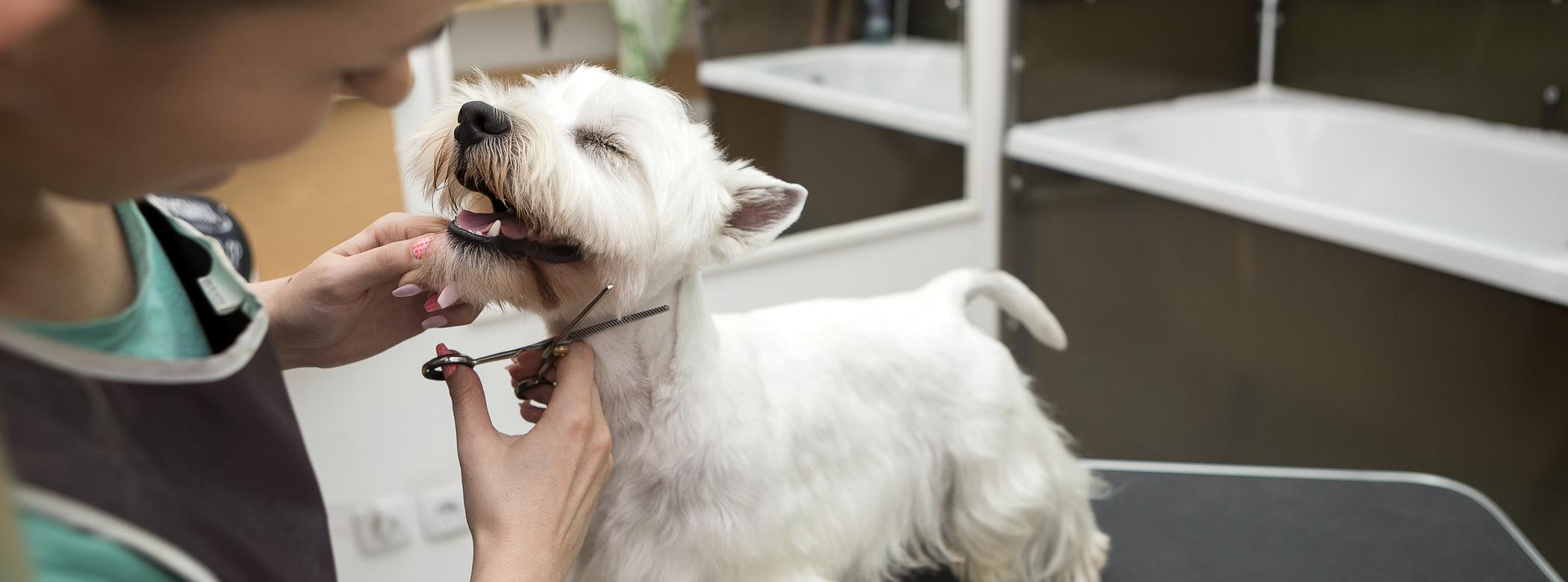 A white West Highland Terrier smiles as a professional groomer cuts their hair, the dog is stood on a black grooming table
