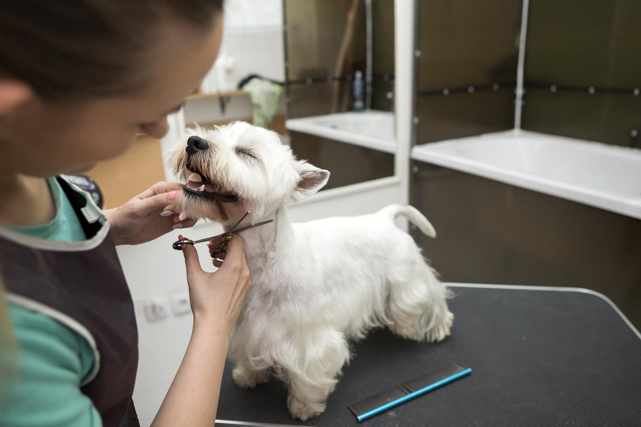 A white West Highland Terrier smiles as a professional groomer cuts their hair, the dog is stood on a black grooming table
