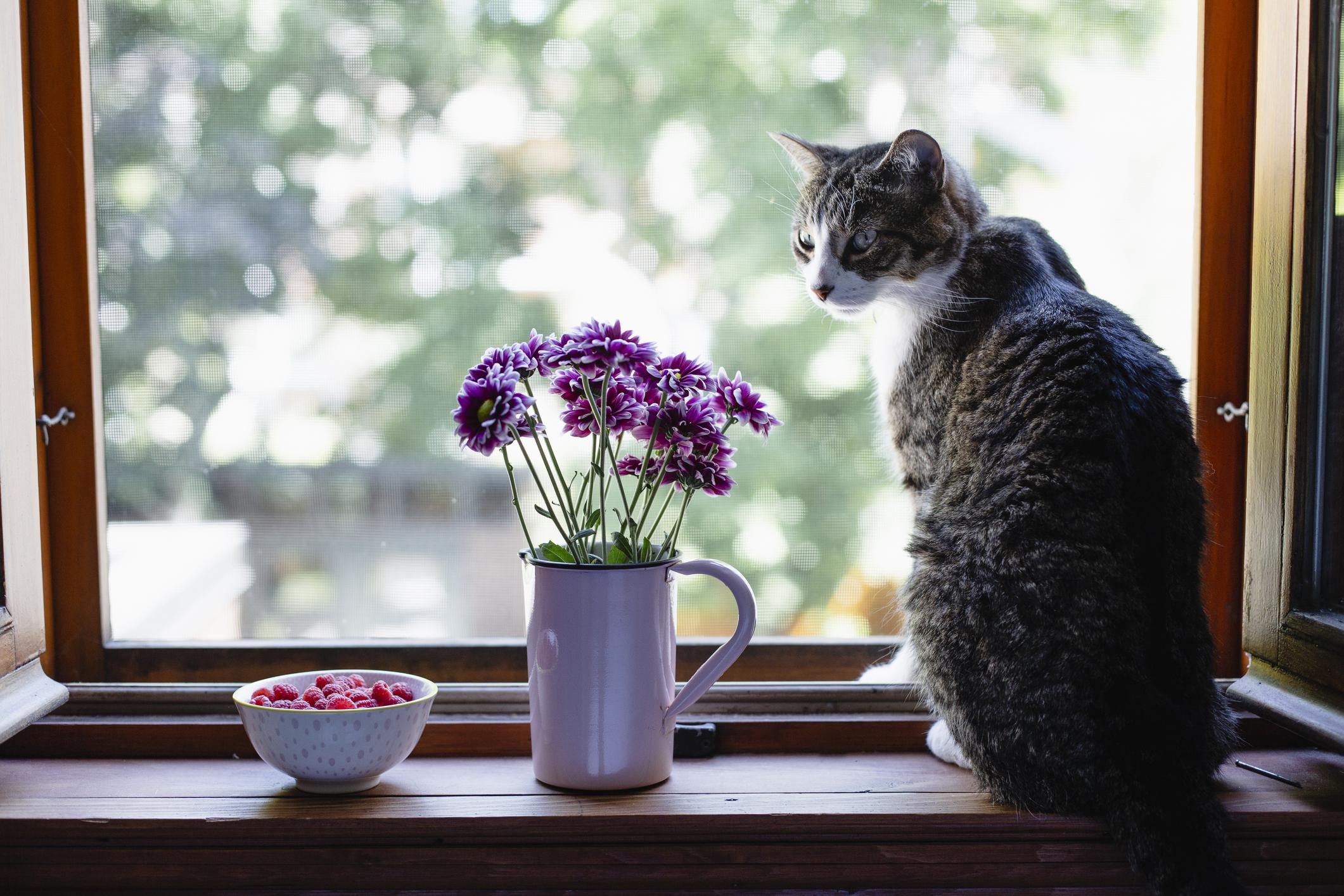 Cat sitting on a windowsill beside a mug of purple flowers and a bowl of raspberries, with a blurred green background outside.