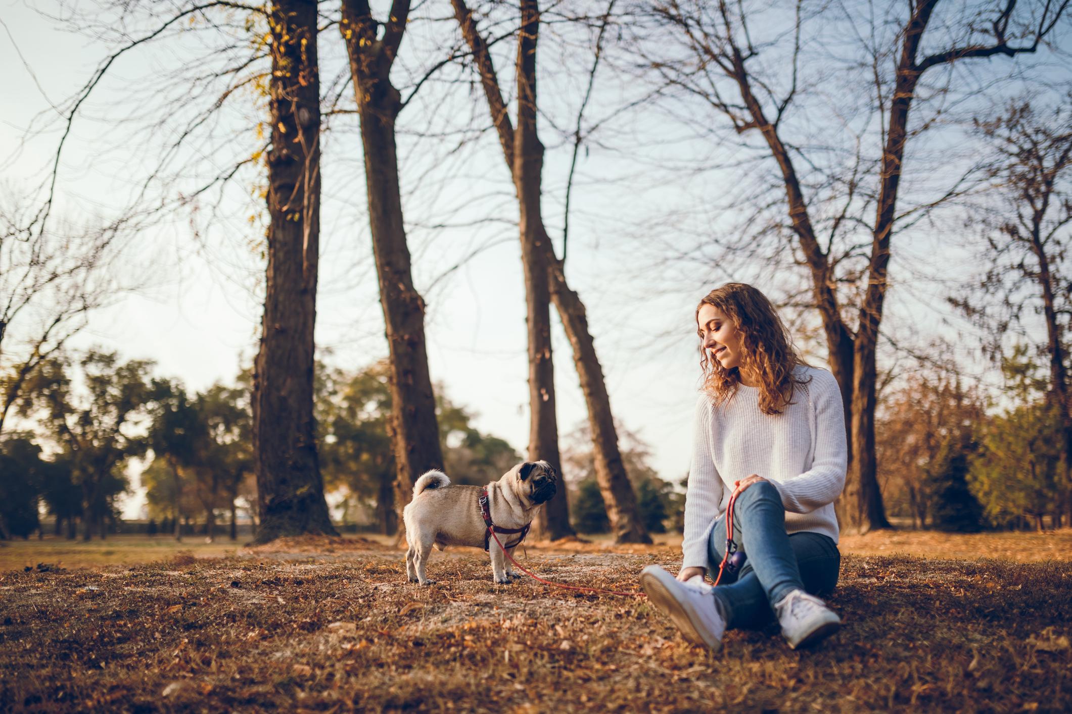Image of a pug stood next to their pet parent on an autumn day, they&#39;re both in a field with some trees in the background