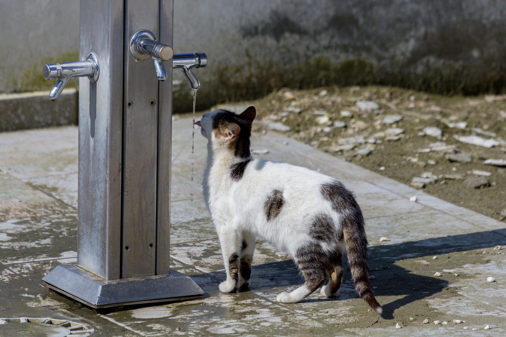 A black and white cat drinks water from a dripping stainless steel outdoor tap on a sunny day.