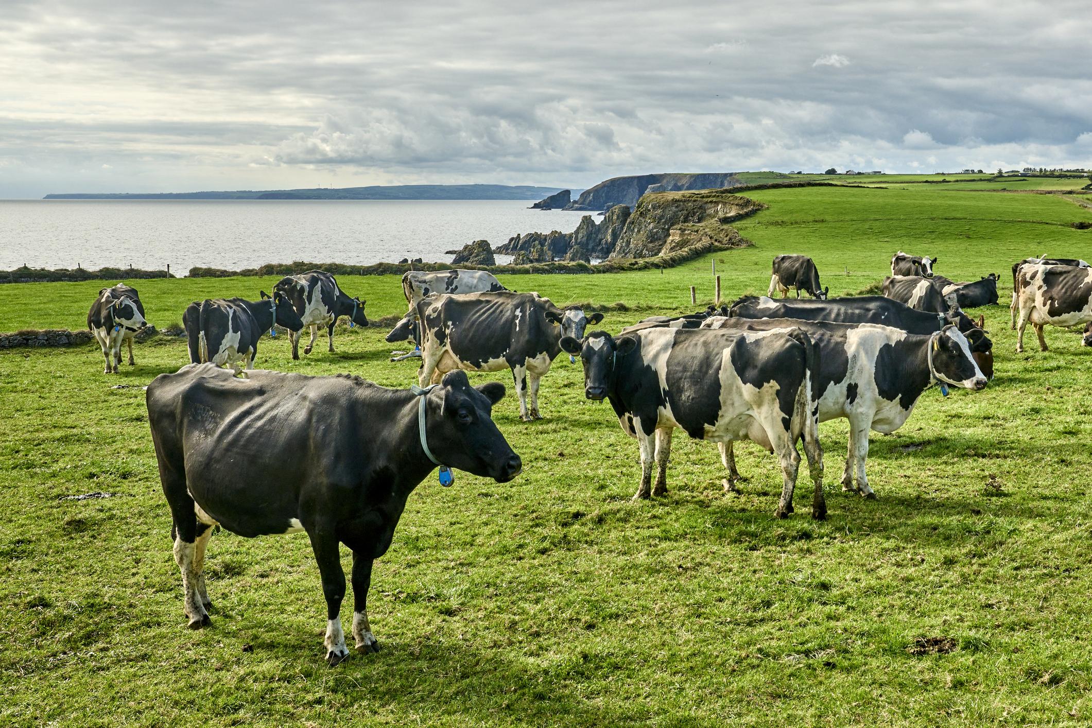 Cows grazing in a lush green field by the seaside, with rocky cliffs and a cloudy sky in the background.