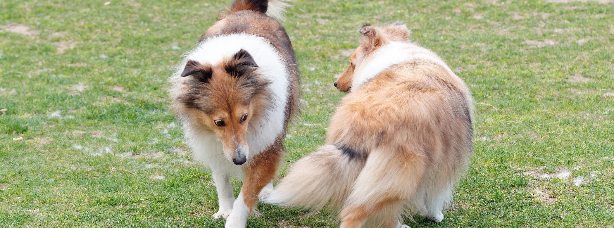 Two Shetland Sheepdogs circle each other while standing in a field