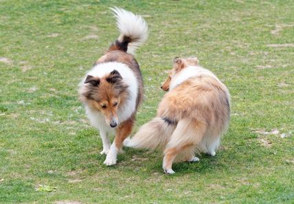Two Shetland Sheepdogs circle each other while standing in a field