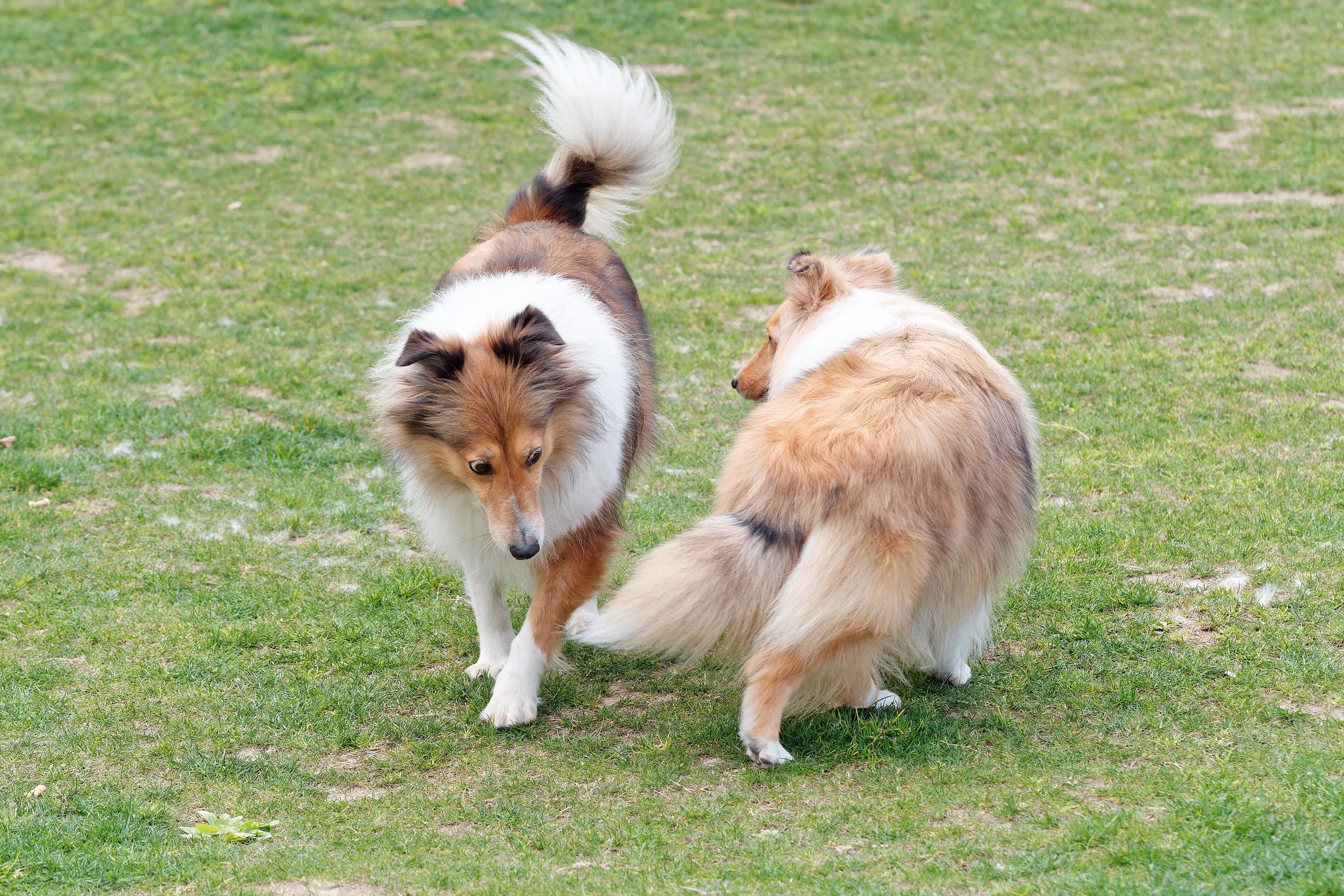 Two Shetland Sheepdogs circle each other while standing in a field
