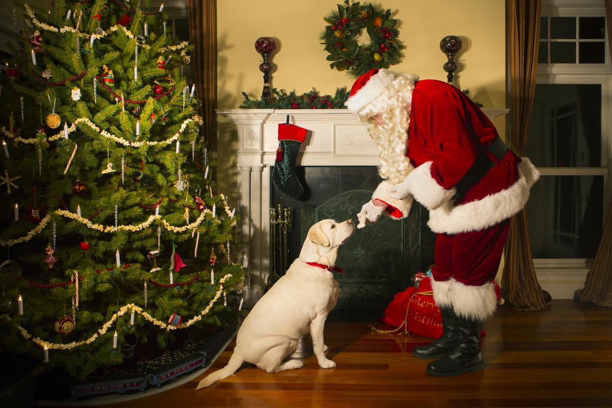 Image of Santa and a Labrador