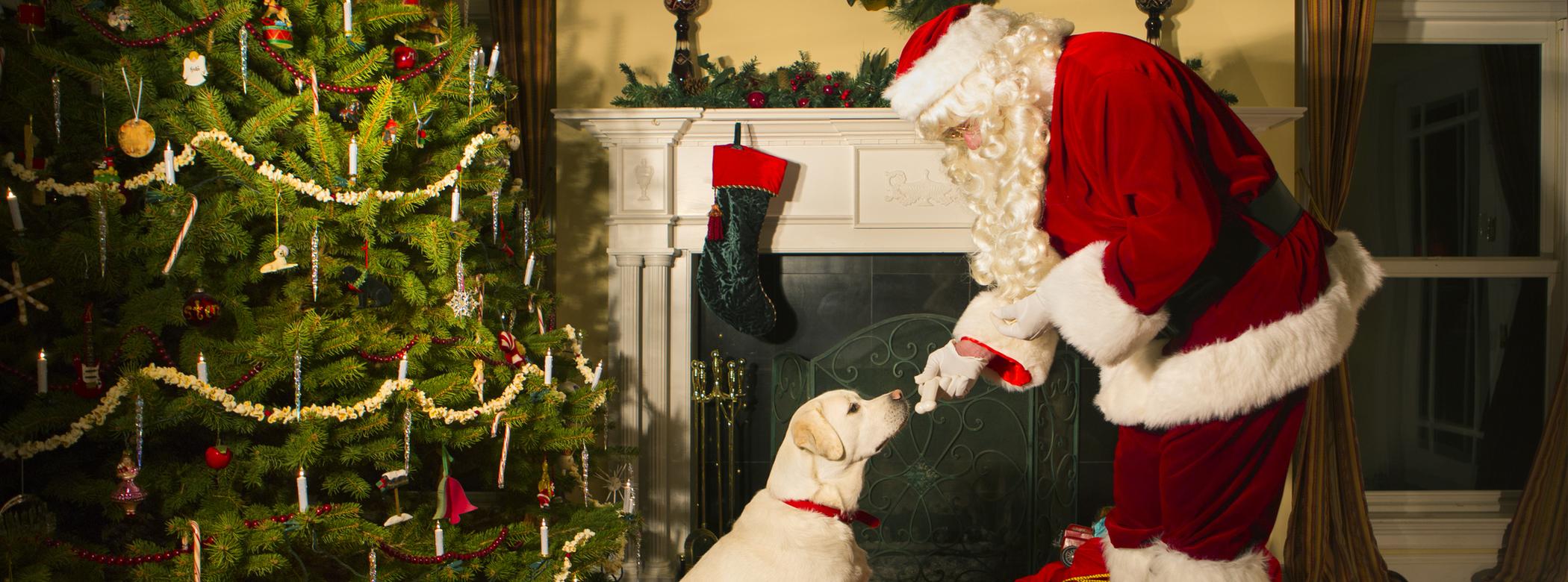 Image of Santa and a Labrador