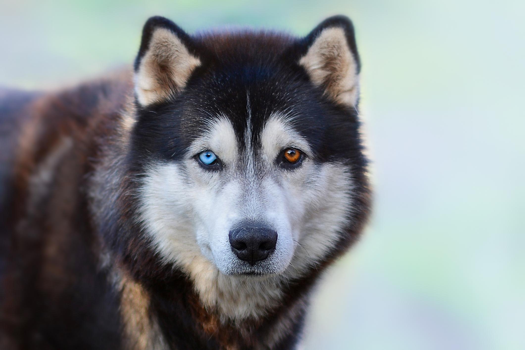Close-up of a husky with heterochromia, staring intently. One eye is blue, the other is brown, set against its dark and white fur.