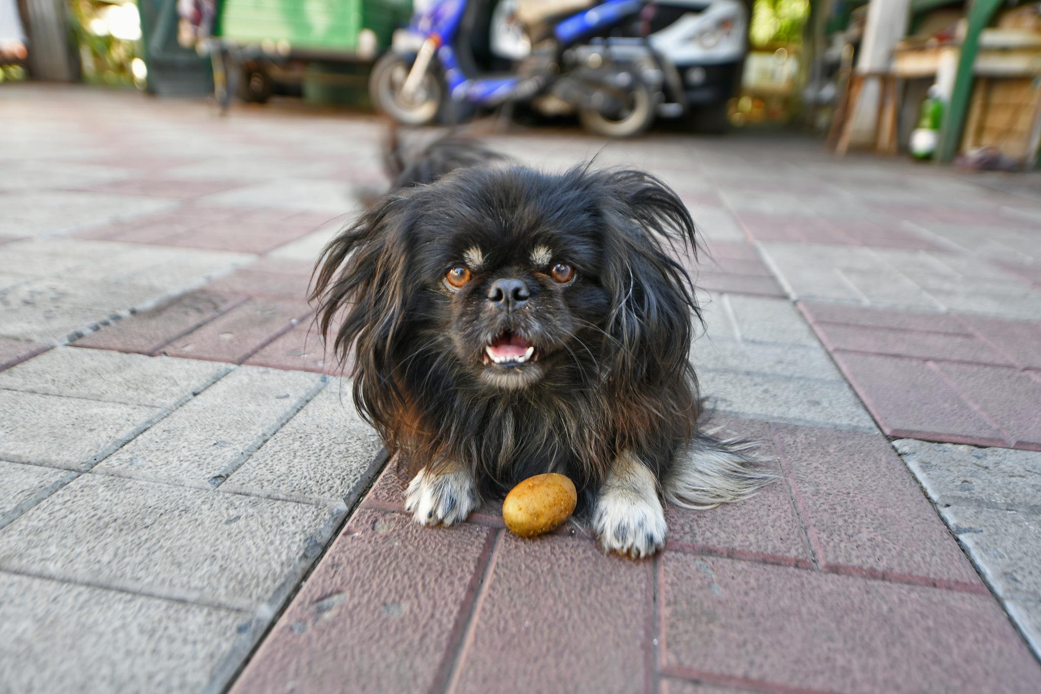 A small, fluffy black dog with white paws lies on a tiled patio with a potato between their front paws, looking directly at the camera.