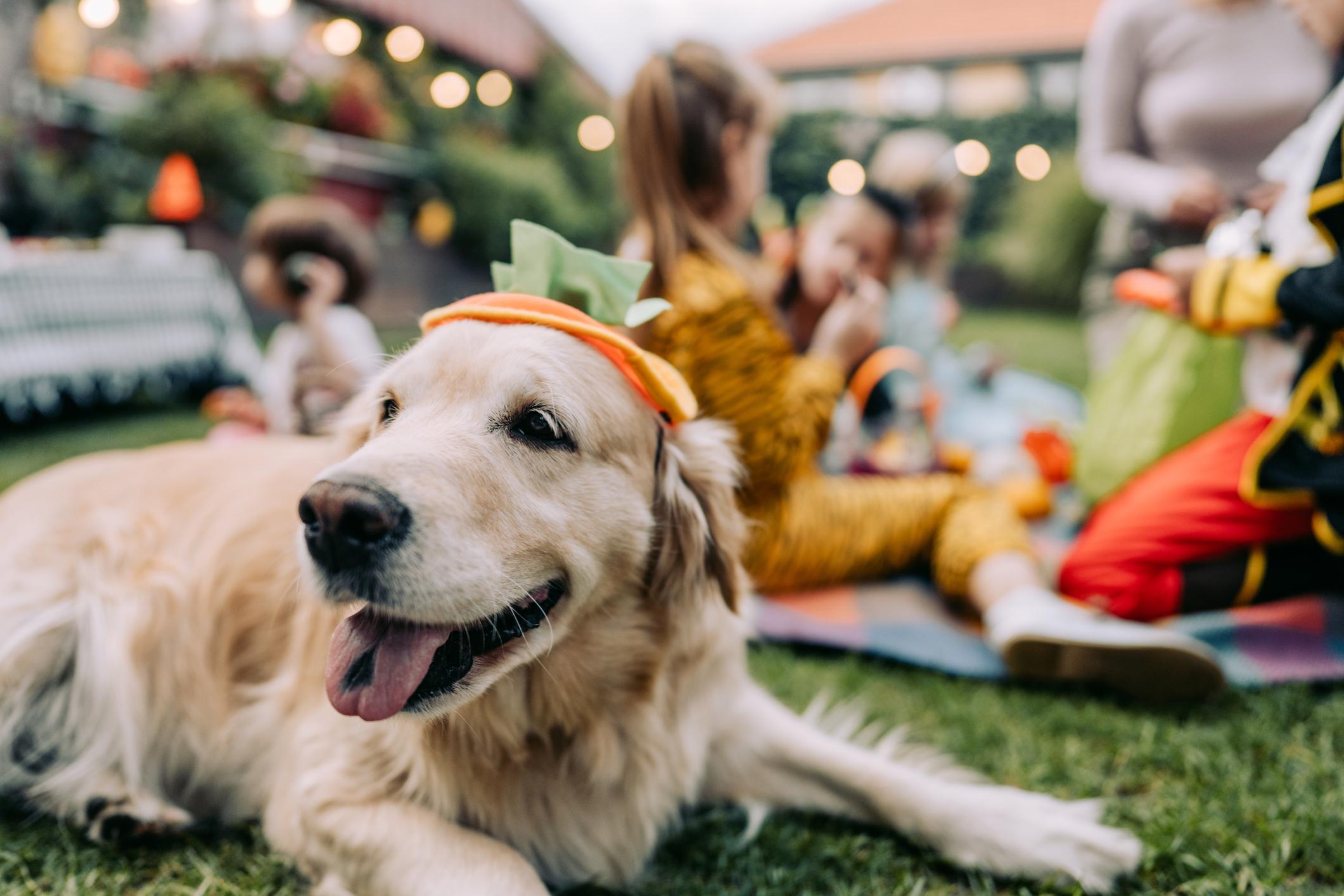 A smiling Golden Retriever with a pumpkin hat on at a Halloween garden party