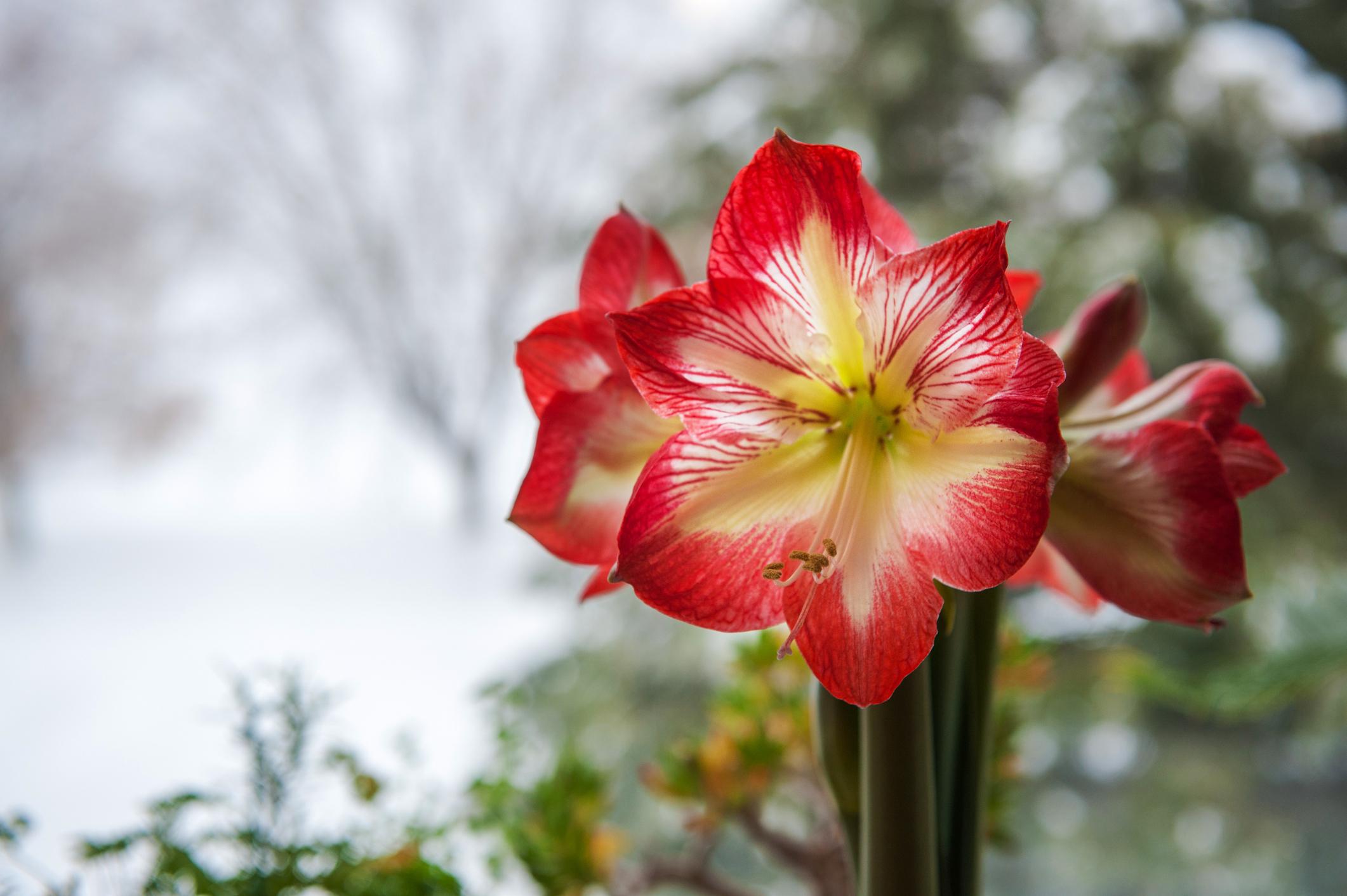 Close-up of vibrant red and white amaryllis flowers with a blurred snowy background.