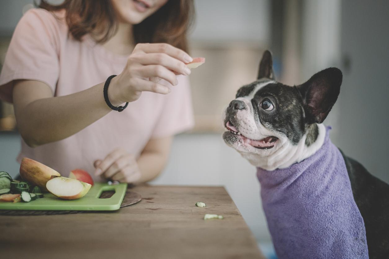 A person holds a slice of apple to feed a playful dog with a purple towel around their neck at a kitchen table.